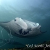 ray_manta_stam_h_0526_yap2443.jpg
